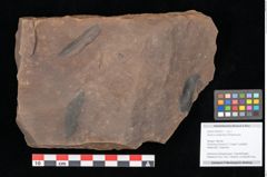 Foto (Objekt + Etikett) von Quercus palaeoilex Ettingshausen (NHMW-GEO-2024-0188-0821)